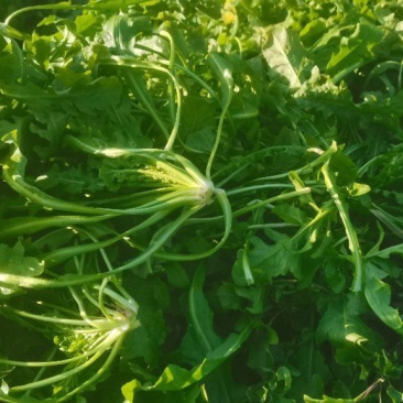 2024年秋季新鲜荠菜！野生荠菜！货源充足