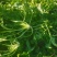 2024年秋季新鲜荠菜！野生荠菜！货源充足