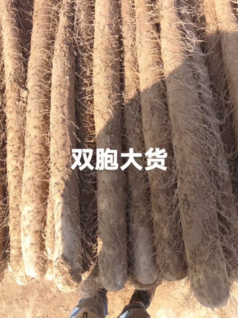 山药