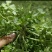 2024年秋季新鲜荠菜！野生荠菜！货源充足