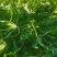 2024年秋季新鲜荠菜！野生荠菜！货源充足