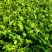 2024年秋季新鲜荠菜！野生荠菜！货源充足