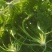 2024年秋季新鲜荠菜！野生荠菜！货源充足