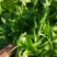 2024年秋季新鲜荠菜！野生荠菜！货源充足
