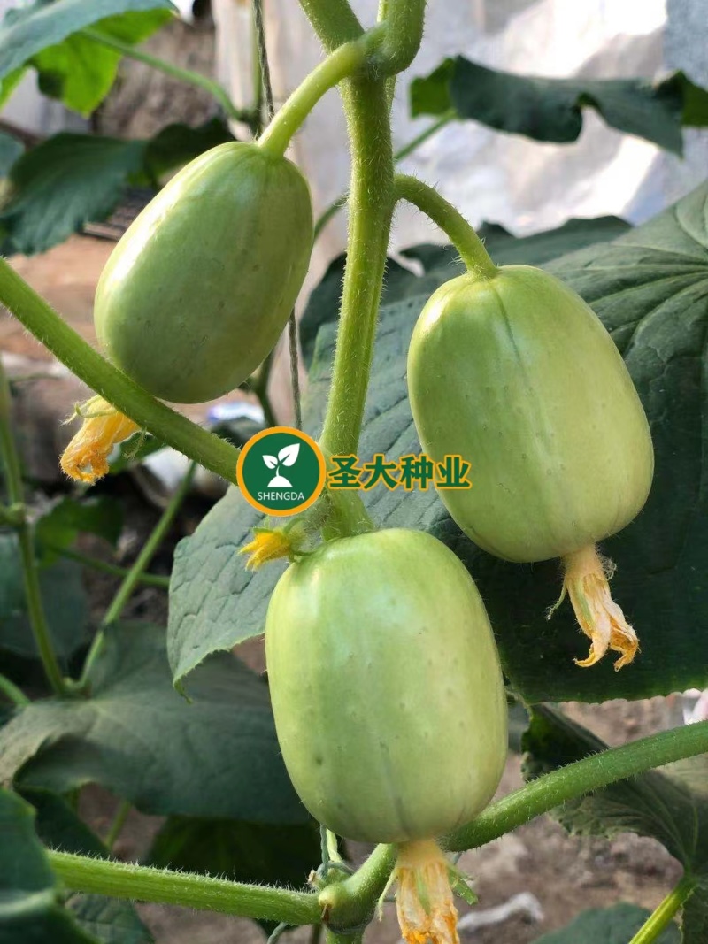 莱姆玉女黄瓜种子水果黄瓜种子