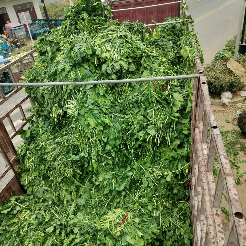 新鲜萝卜叶子，萝卜樱子，大量上市，信誉第一！