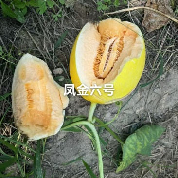 海南凤金6号黄金哈密瓜可供应商超批发品质保证量大优惠