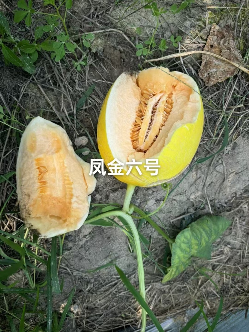 海南凤金6号黄金哈密瓜可供应商超批发品质保证量大优惠