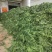 新鲜萝卜叶子，萝卜樱子，大量上市，信誉第一！