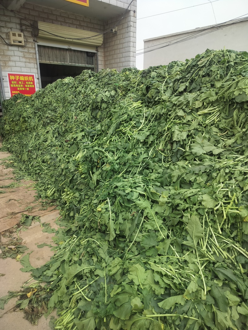 新鲜萝卜叶子，萝卜樱子，大量上市，信誉第一！