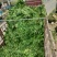 新鲜萝卜叶子，萝卜樱子，大量上市，信誉第一！