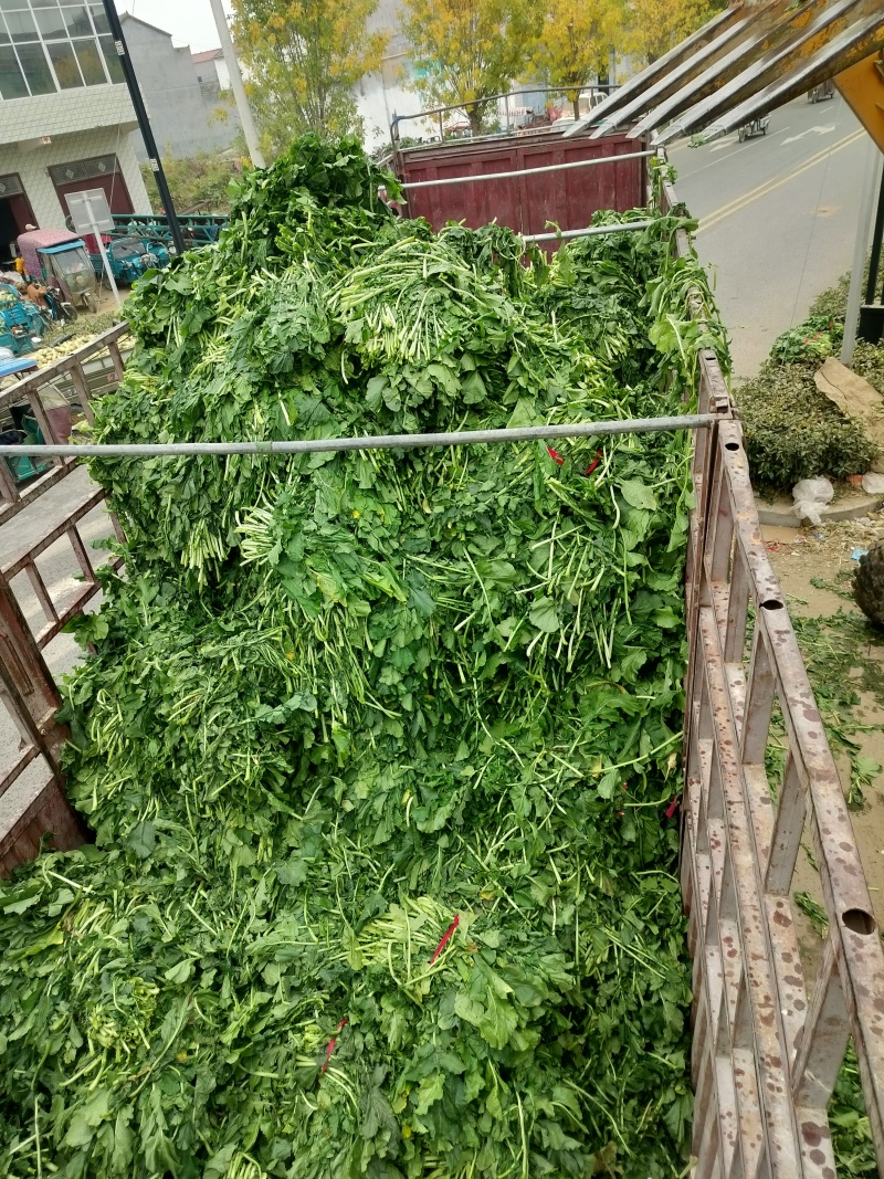 新鲜萝卜叶子，萝卜樱子，大量上市，信誉第一！