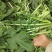 新鲜萝卜叶子，萝卜樱子，大量上市，信誉第一！