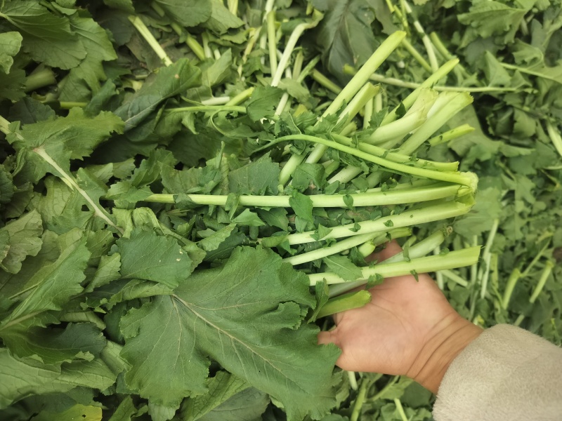 新鲜萝卜叶子，萝卜樱子，大量上市，信誉第一！