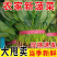 山东菠菜/大叶菠菜/产地货源/自家基地/欢迎采购商来电