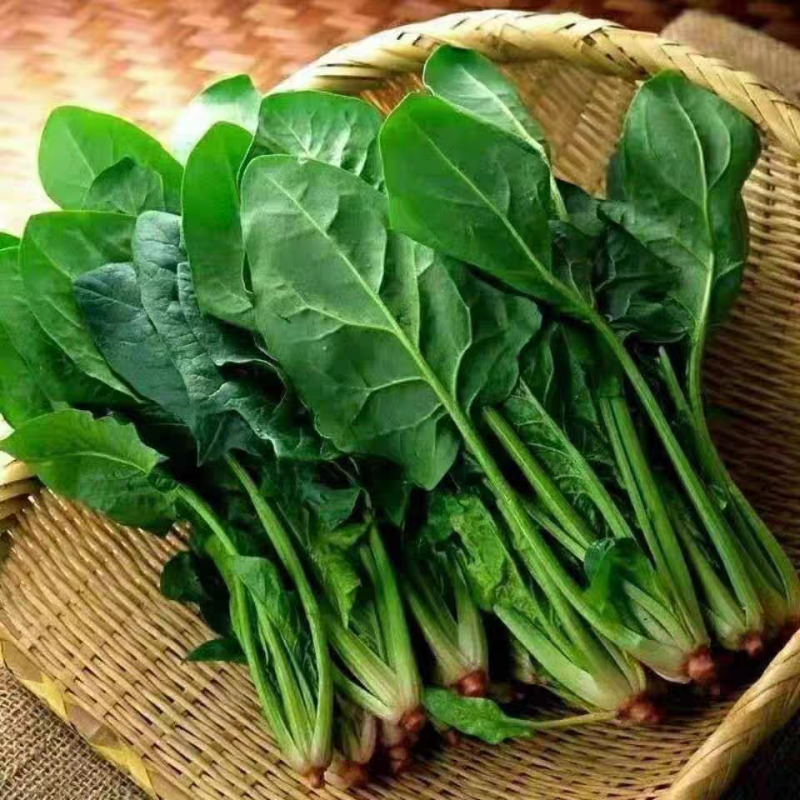 山东菠菜/大叶菠菜/产地货源/自家基地/欢迎采购商来电