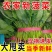 山东菠菜/大叶菠菜/产地货源/自家基地/欢迎采购商来电