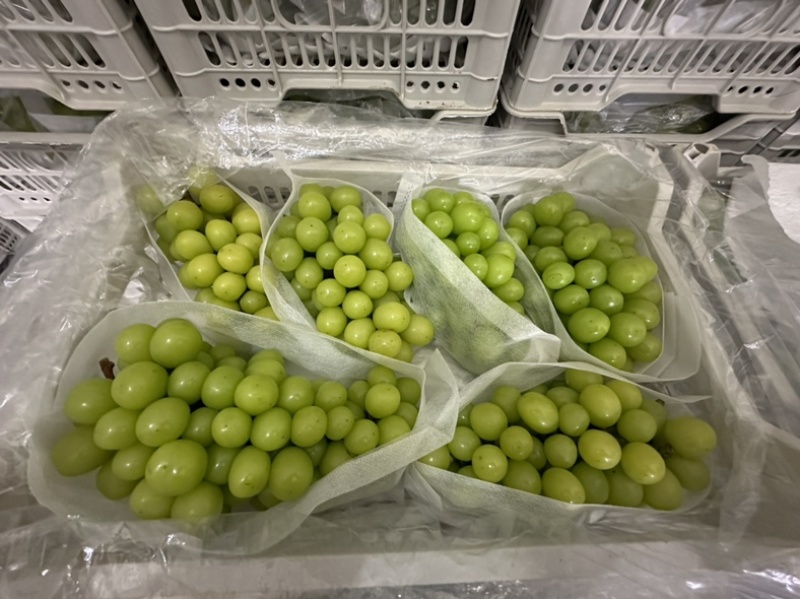 辽宁葡萄辽宁盖州阳光玫瑰冷库阳光玫瑰高中低档货都有