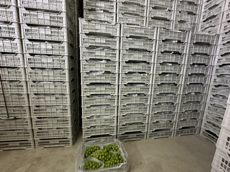 辽宁葡萄辽宁盖州阳光玫瑰冷库阳光玫瑰高中低档货都有