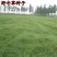 野牛草种子护坡固土草坪草种籽矮生四季长青耐旱耐寒可做