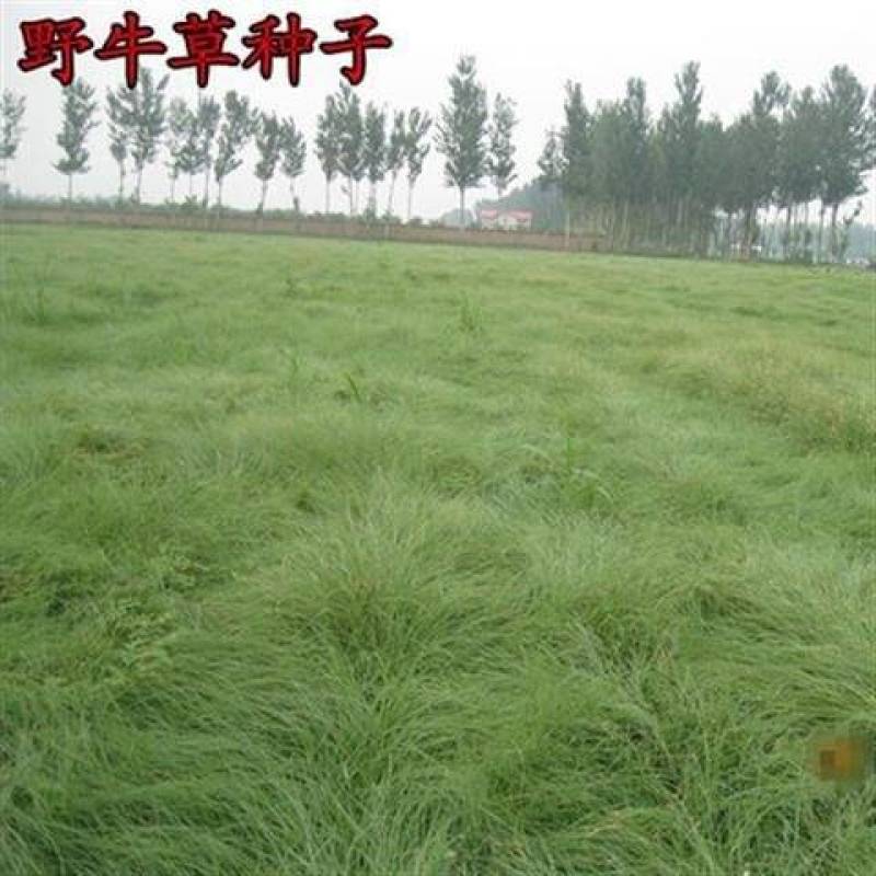 野牛草种子护坡固土草坪草种籽矮生四季长青耐旱耐寒可做
