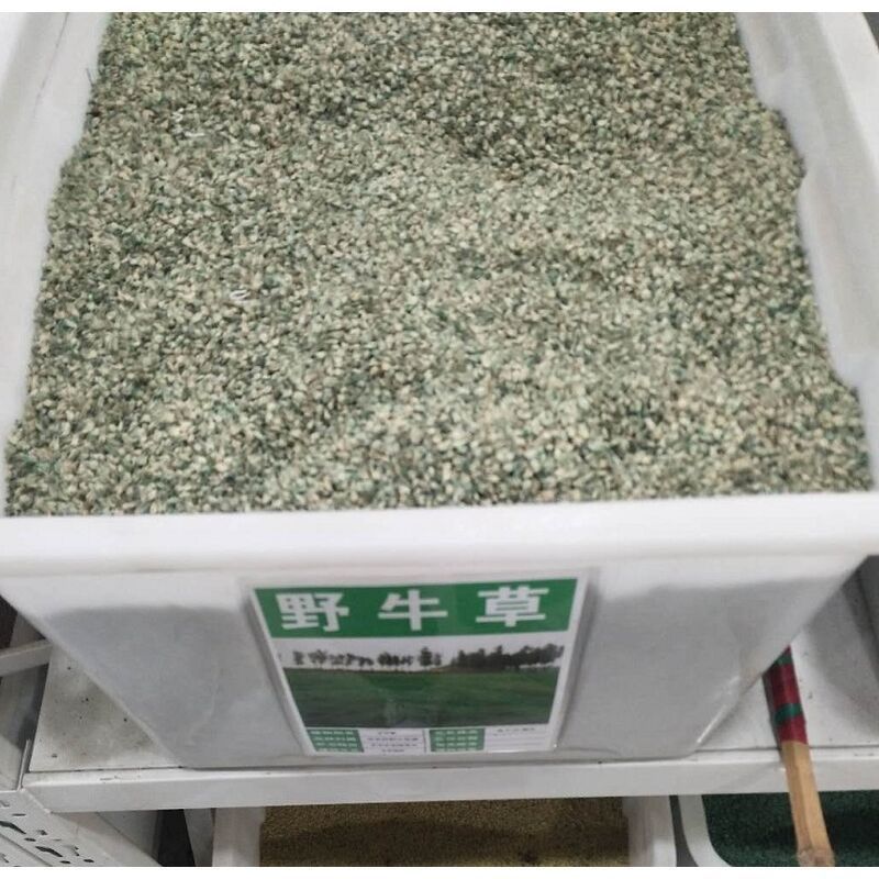 野牛草种子护坡固土草坪草种籽矮生四季长青耐旱耐寒可做