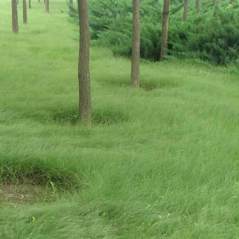 野牛草种子护坡固土草坪草种籽矮生四季长青耐旱耐寒可做