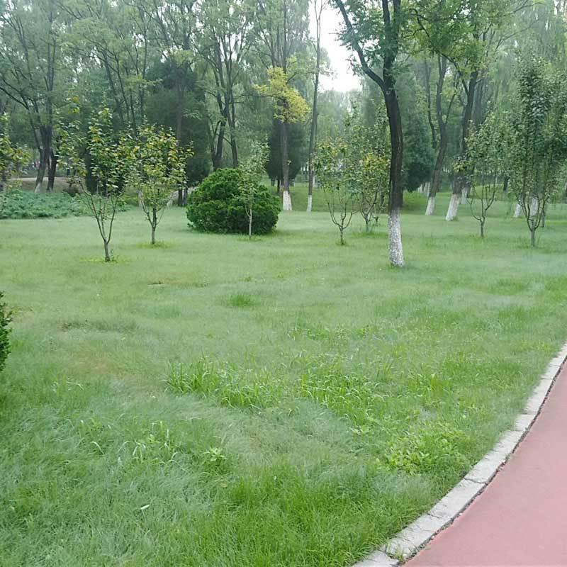 野牛草种子护坡固土草坪草种籽矮生四季长青耐旱耐寒可做