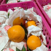 春见耙耙柑