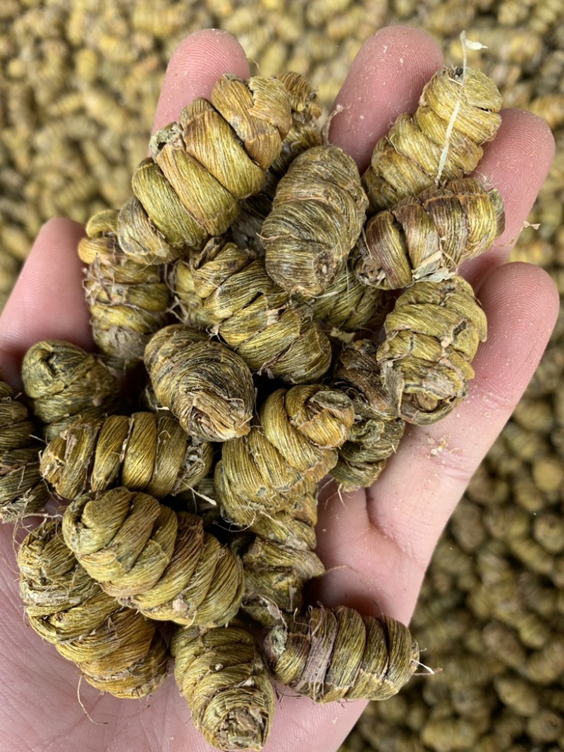 铁皮石斛枫斗，工厂直销、规格齐全、肉质饱满、胶质好