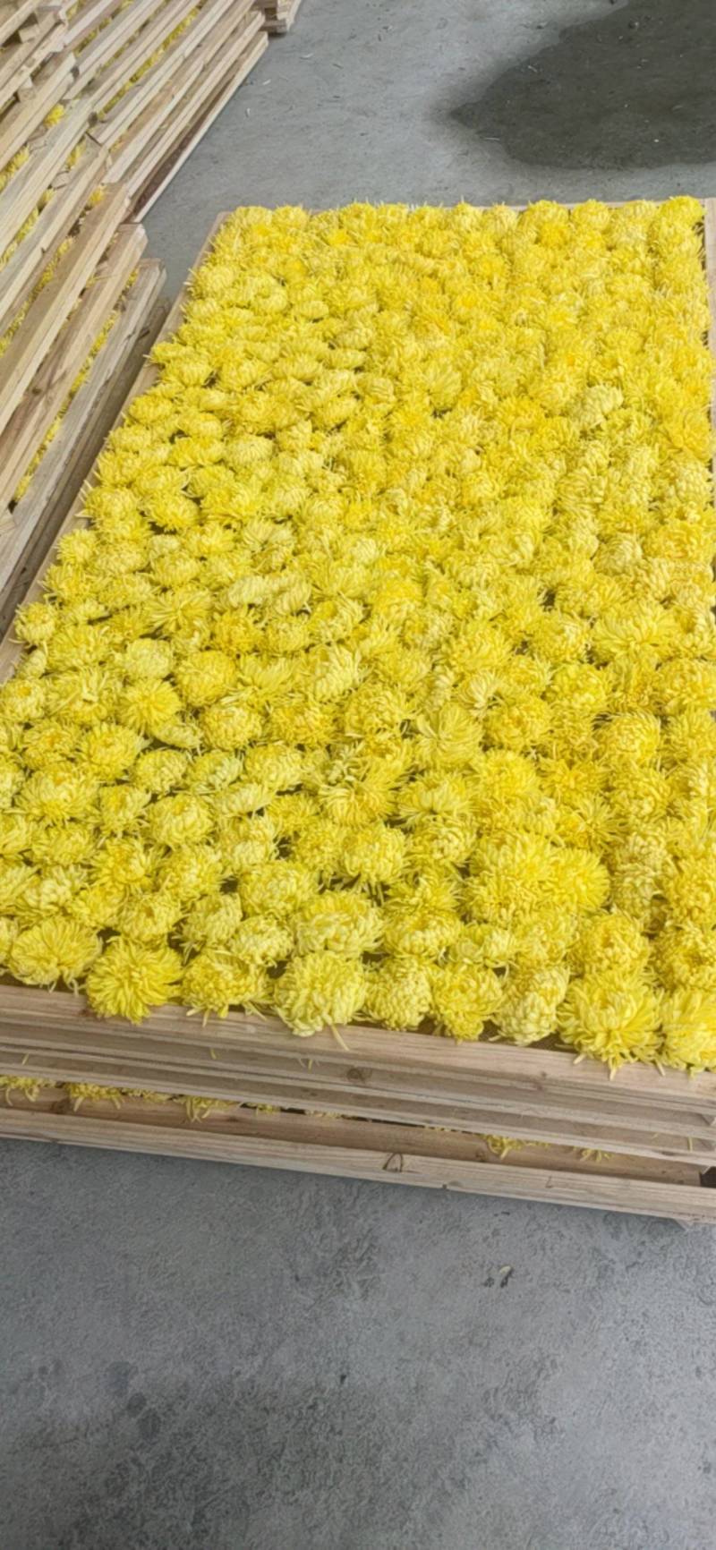 金丝皇菊
