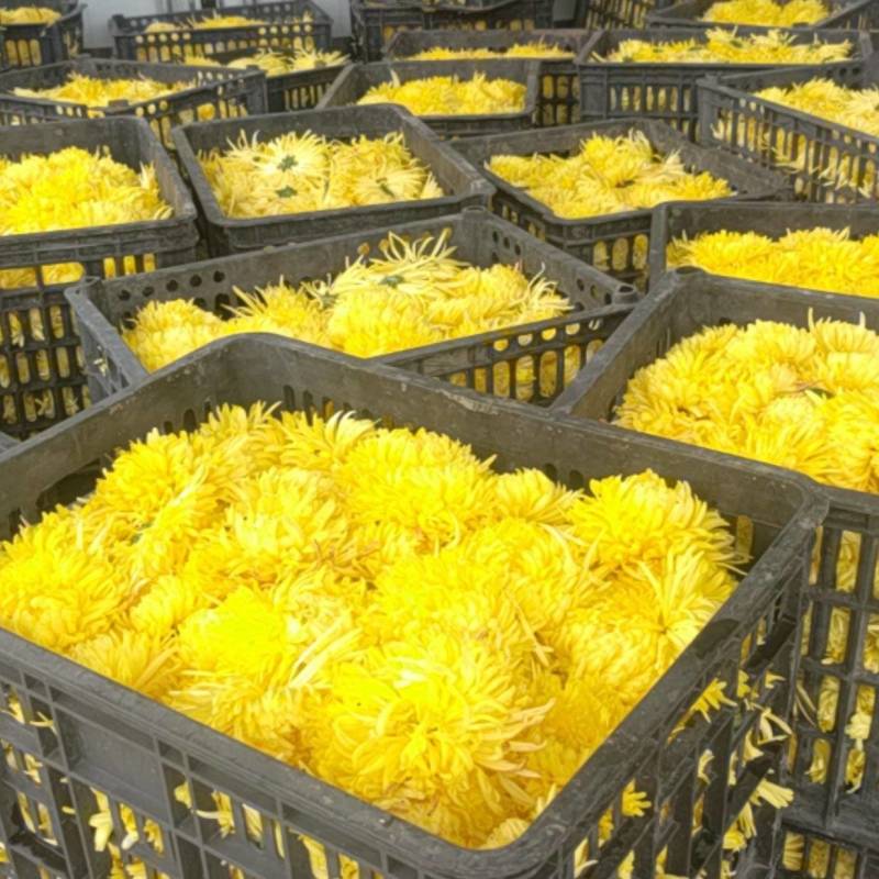 金丝皇菊