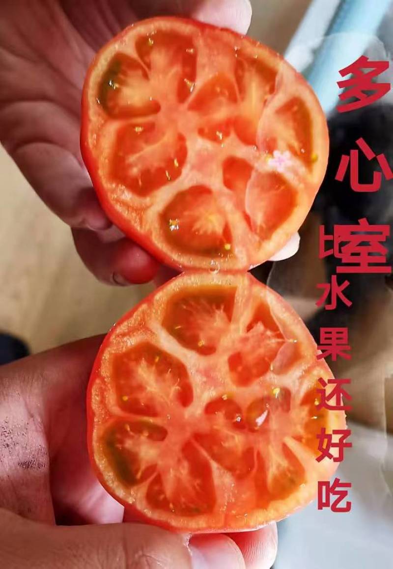 铁皮柿子苗草莓西红柿苗口感脆甜抗病毒产量高