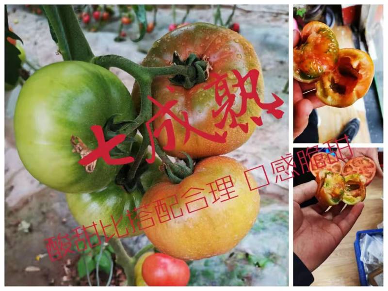 铁皮柿子苗草莓西红柿苗口感脆甜抗病毒产量高