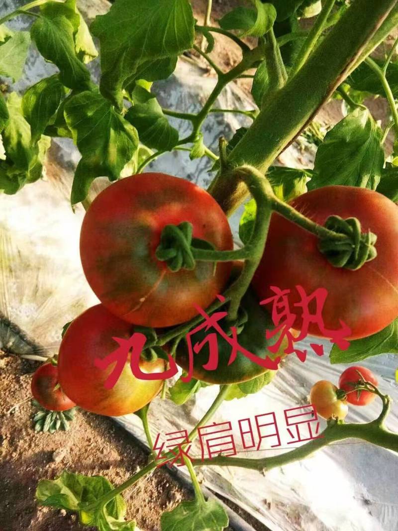 铁皮柿子苗草莓西红柿苗口感脆甜抗病毒产量高