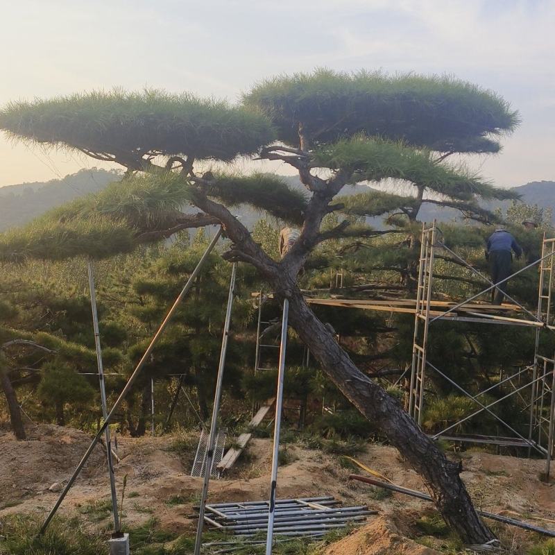 造型景观松
