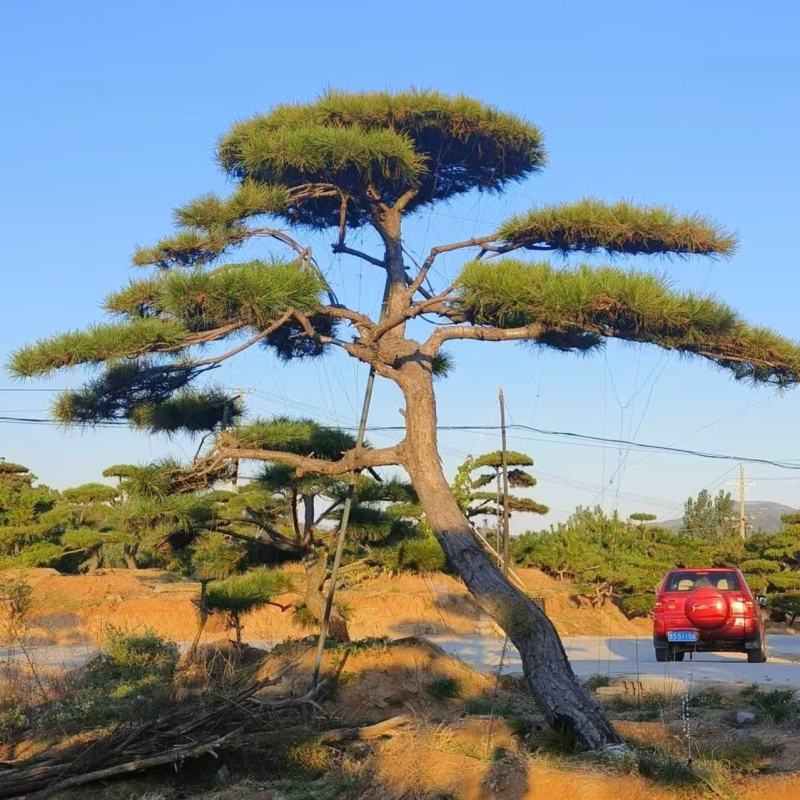 造型景观松