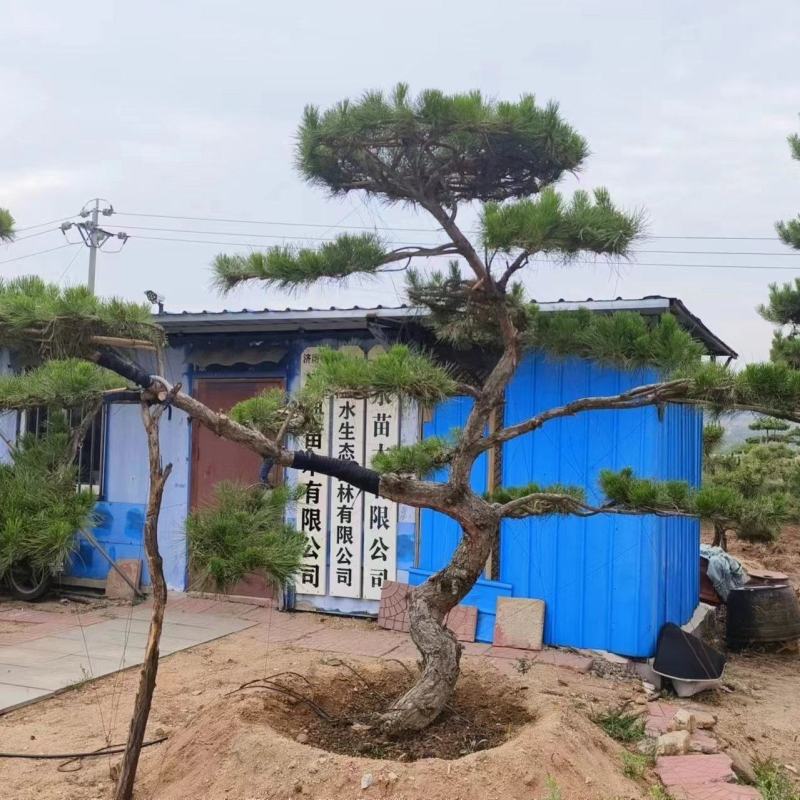 造型景观松