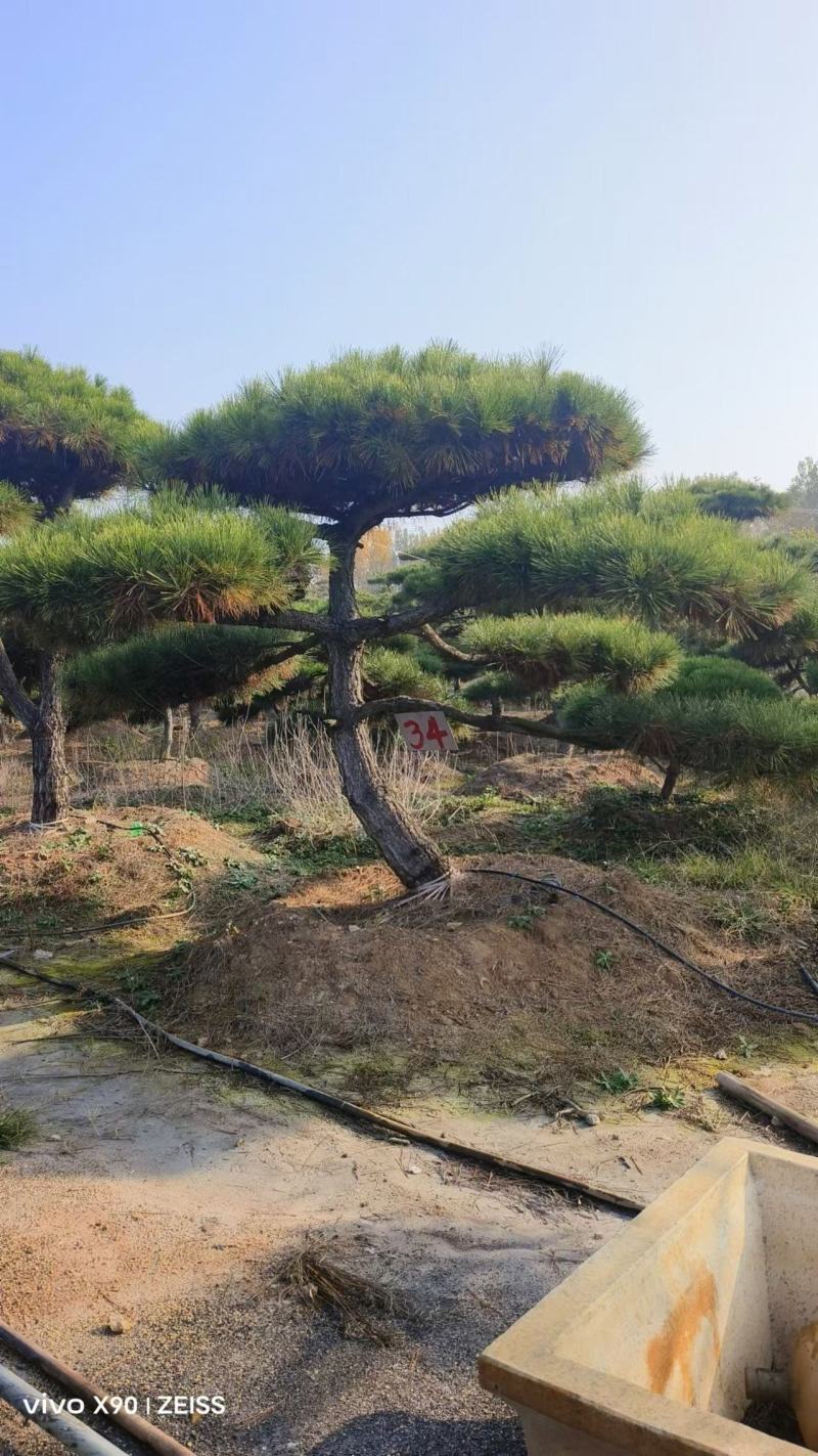 造型景观松
