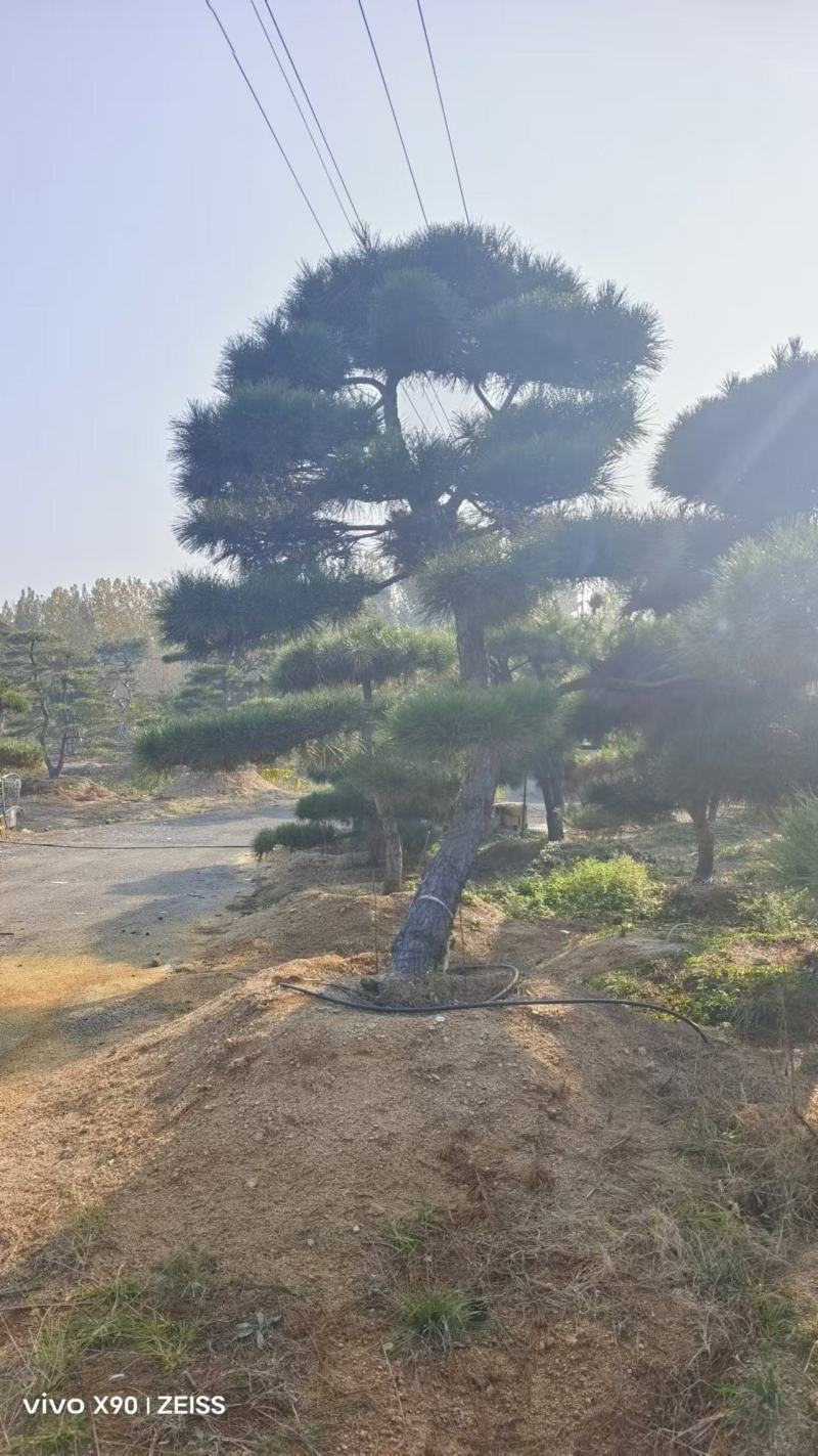 造型景观松