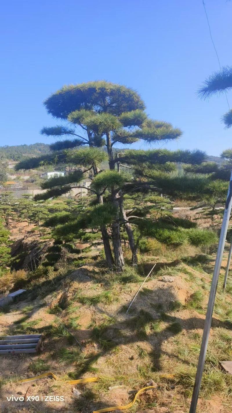 造型景观松