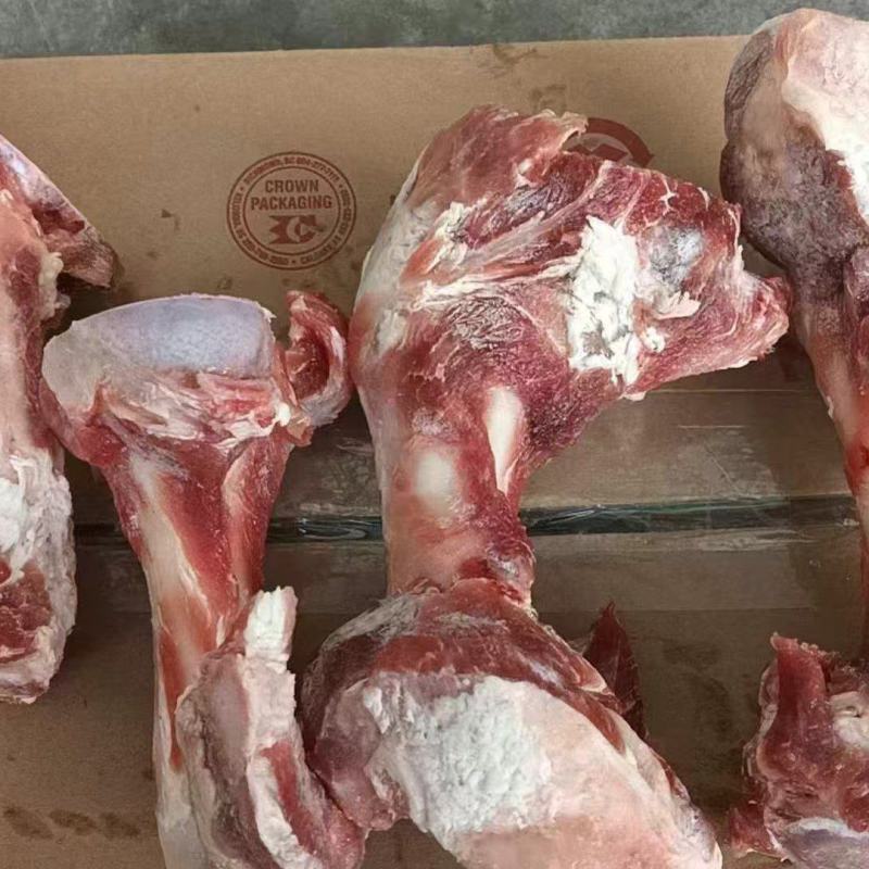 加拿大前腿骨