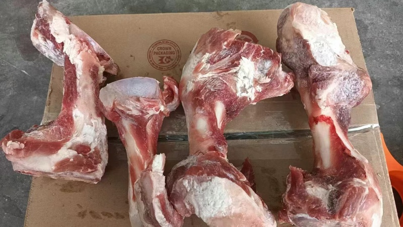 加拿大前腿骨