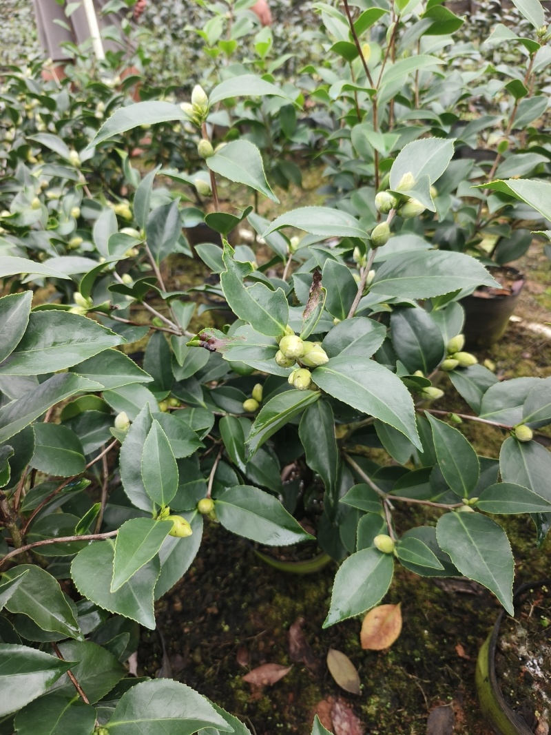茶花