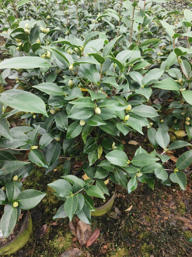 茶花