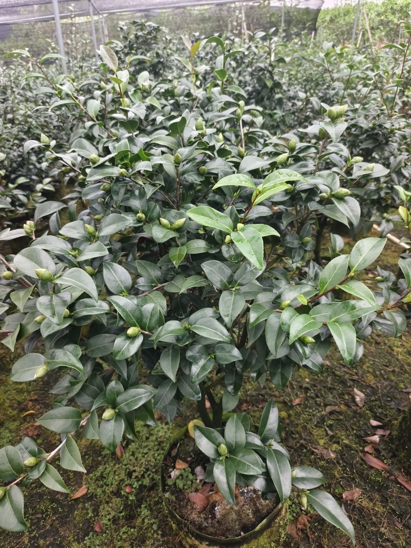 茶花