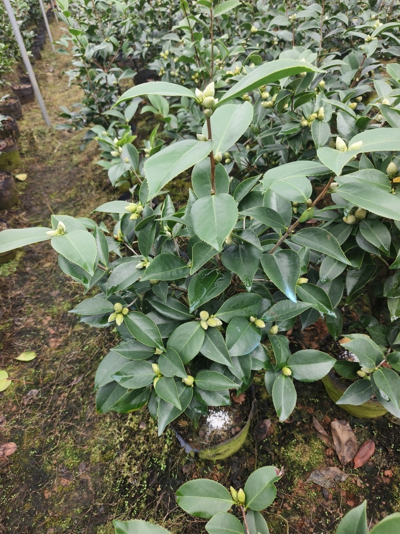 茶花