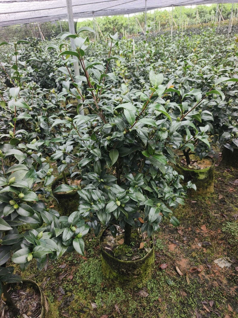茶花