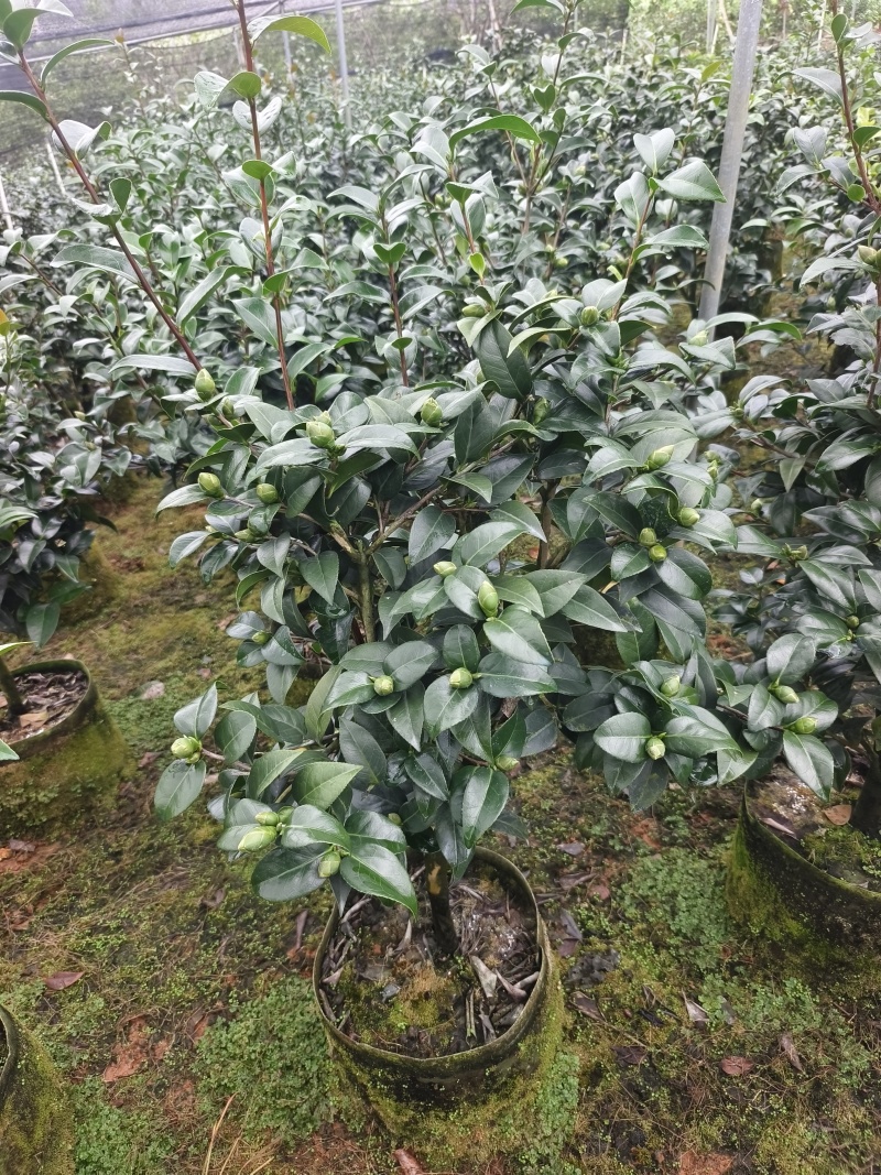茶花