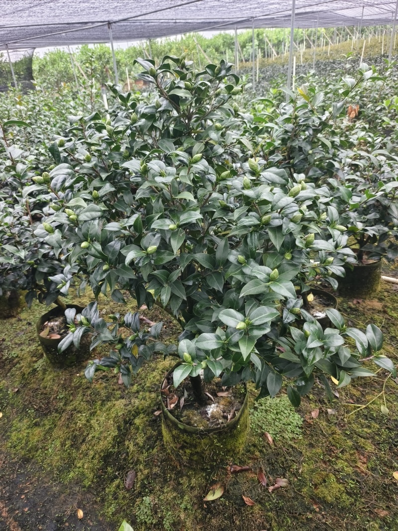 茶花